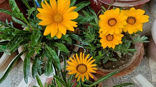 Gazania Plant Care tips Winter Flowering plants Gazania [upl. by Luemas]