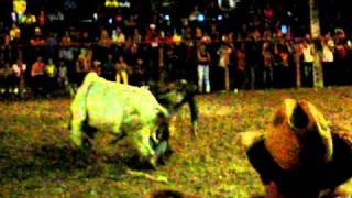 Rodeo en la Feria de Guaimaro Camaguey Cuba [upl. by Aikem917]