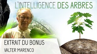 LIntelligence des Arbres  Bonus  Valter Marenco  la Musique des Plantes  VOST [upl. by Yemac]