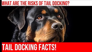 Rottweiler Tail Docking What Veterinarians Need to Know [upl. by Ennagroeg]