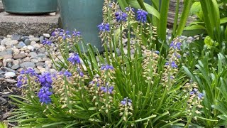 2 Ways to Deadhead Grape Hyacinth Muscari After Bloom  April 30 [upl. by Cymbre104]