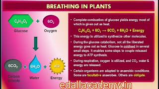 Glycolysis amp Fermentation  CBSE Class 11th Biology  Respiration in Plants  NEET 2025 Revision [upl. by Wrigley330]