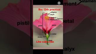 Botany file practical Bsc 12th k liye practical reelviral exam biologyclass bsc3rdsem [upl. by Wain761]