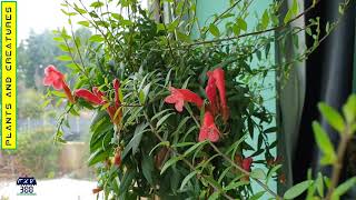 Lipstick Plant  Aeschynanthus Radicans Rasta [upl. by Oinotla]