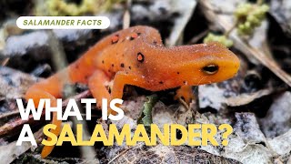 What Is A Salamander thesalamanderwilds salamanders newts amphibians [upl. by Jet]