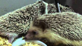 hedgehog mate male to male [upl. by Flin13]