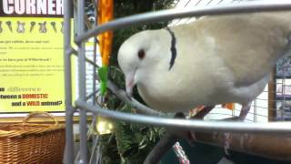 Ring Necked Dove Cooing [upl. by Beulah]