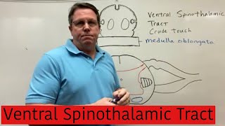 Ventral Spinothalamic Tract [upl. by Ahsiekat]