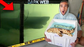 DONT BUY SHARKS OFF THE DARK WEB [upl. by Nepsa]