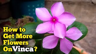 How to Get More Flowers on Vinca Plant  Vinca Plant Blooming Tips amp Tricks  Pure Greeny [upl. by Anilek]