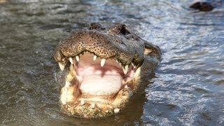 Alligator Captures Python 05  Deadly Animal Attacks [upl. by Orten551]