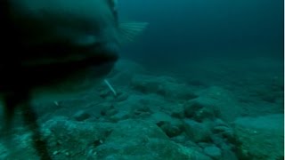 Norwegia dorsze pod wodÄ… cod under water gopro 2014 [upl. by Gnirps]