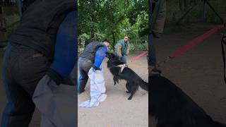 🎯Groenendael dog bodyguard Owners security GUARDODESSA Training of service dogs Odessa [upl. by Winter290]