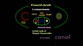 Femoral sheath  contents  Femoral triangle Anatomy [upl. by Ahsilam713]