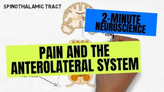 2Minute Neuroscience Pain and the Anterolateral System [upl. by Ennaesor908]