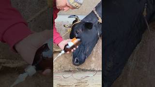 Intravenous calborol infusion in jugular veincattle IV cannulation procedureiv saline in a cow [upl. by Garett]