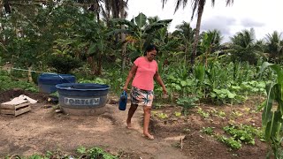 DOMINGO NA ROÇA  PLANTANDO CACAU  RECEITA CASERA [upl. by Otokam184]