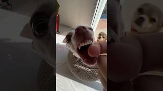 The Kuchi Kuchi chihuahua vs bulldog 🐶 mreviatar nikiozeri angrychihuahua chiuahua [upl. by Yrkcaz779]