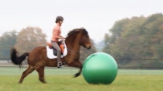 Mathilde amp le cheval islandais Undur travaillent la Balle  SANS MORS [upl. by Abran286]