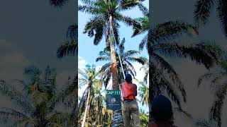 18 Meter High Palm Tree Harvesting Skill Using the Best Scythe 111 [upl. by Kory]