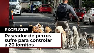 Paseador de perros deambula en la Del Valle con 20 y sufre para poder controlarlos [upl. by Nalac386]