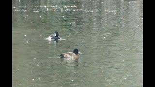 Lesser Scaup Barleycraft Cambridgeshire 101124 [upl. by Ilrahs]