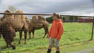 Bactrian Camel [upl. by Wanfried234]