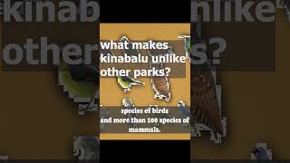 what makes Kinabalu park so special facts animals wildlifeadventurewildelife biology [upl. by Denae149]