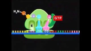 Traducción la etapa de elongación [upl. by Rattray388]