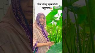 🌿ঢাকা শহরে ছাদের উপর কচু চাস 🌿  fahimislam895 rooftopgarden gardening [upl. by Nathanil836]