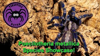 Poecilotheria metallica Species Showcase [upl. by Whitnell]