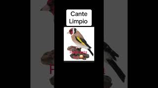 Cante de jilguero limpio [upl. by Jammal]