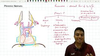 Phrenic Nerves  Anatomy [upl. by Eciened]