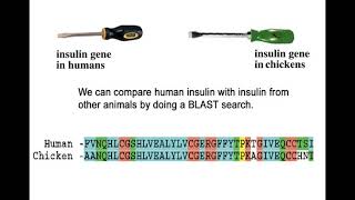 1A Orthologs BIO305 Developmental Biology David Champlin USM [upl. by Euridice92]