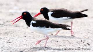 American Oystercatcher Calls [upl. by Labana101]