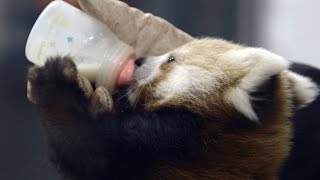 Wild Inside the National Zoo Raising Red Pandas [upl. by Suckow]