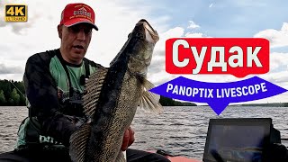 Пелагический судак с PANOPTIX LIVESCOPE Десногорск 22 июня 2024 [upl. by Kaya639]