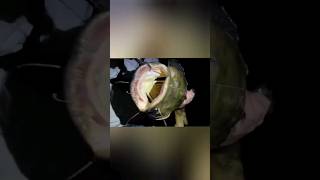 flathead catfish fishing fishing catfish flathead [upl. by Danika]