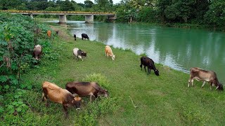 La vida del campo en el río de Sabaneta de Yasica los brazos de Jamao al norte república Dominicana [upl. by Lahtnero]