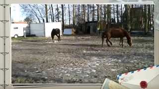 Wildlife paddock  kudde heerlijk in de piste crossen [upl. by Bills716]