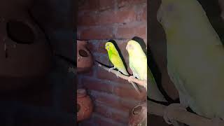 budgues parrot chicken hen birds pets animals parrot shortsfortnite youtuberlikes rooster [upl. by Cartie]