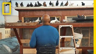 See How Pigeons Saved This Man From a Life on the Streets  Short Film Showcase [upl. by Ahtelat816]