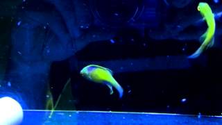 Reefwise Rhomboid Wrasse Pair hunting their food [upl. by Doro829]