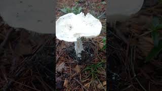 Champignon avez une idée [upl. by Martguerita101]