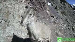 Snow leopards blue sheep and stone marten on game Camera [upl. by Ahsyle]