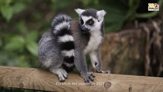 Pendant les vacances vous avez rendezvous avec le Zoo de Guadeloupe [upl. by Sundstrom]