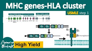 MHC gene expression  MHC polymorphism  HLA cluster  USMLE step 1 [upl. by Ray]