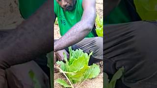 Tying Chinese cabbage with a rope shorts technique [upl. by Graehme871]