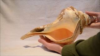 The largest sea snail shell in the world Syrinx aruanus Linnaeus 1758 Australian trumpet [upl. by Ynaffital]