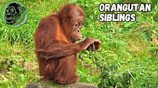 Loving Orangutan Siblings cuteanimals [upl. by Calloway926]